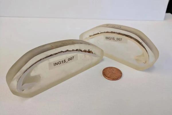 قدیمی‌ترین جانور منفرد,کشف قدیمی‌ترین جانور منفرد با 507 سال عمر