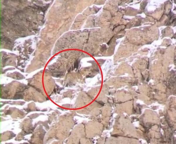 پلنگ ایرانی,مشاهده و ثبت تصویر پلنگ ایرانی در پارک ملی لار