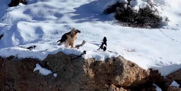 همای سعادت,مشاهده همای سعادت در منطقه حفاظت‌شده قیصری