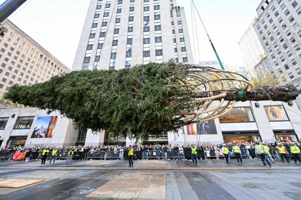 درخت کریسمس,تاریخچه و نمادهای درخت کریسمس