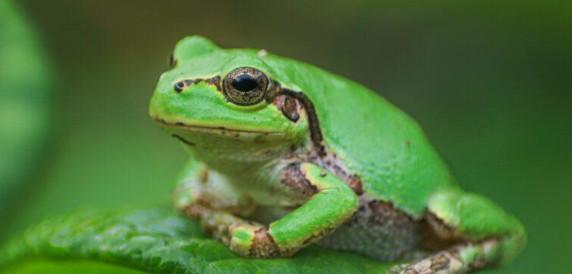 قورباغه,کشف داروی قدرتمند ضدسرطان در قورباغه درختی ژاپنی