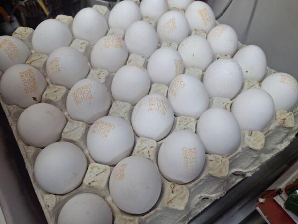 تخم‌مرغ,قیمت تخم‌مرغ