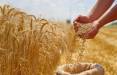 گندم,دلار برای گندم