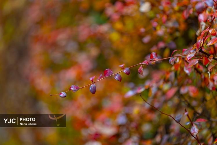 تصاویر هوای بارانی اصفهان,عکس های هوای بارانی اصفهان در دی 1404,تصاویری از بارش باران اصفهان در 7 دی 1404