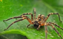 عنکبوت,تار عنکبوت