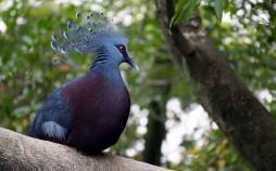 کبوتر,بزرگ‌ترین کبوتر جهان با تاجی باشکوه