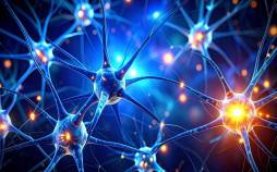 مغز,کشف زبان پنهان در مغز