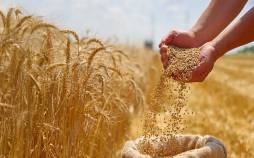 دلار برای گندم ۲۸ هزار و ۵۰۰ تومان میماند گندم,دلار برای گندم