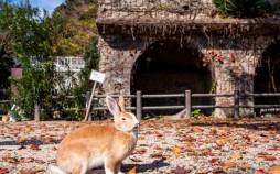 جزیرۀ متروکۀ ژاپنی که به سرزمین خرگوشها تبدیل شده است خرگوش ها در جزیرۀ متروکۀ ژاپنی,جزیره در ژاپن