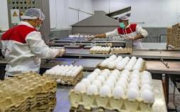 تخم‌مرغ,قیمت تخم‌مرغ