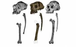 میمون,میمون چندین ساله