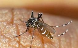 تب دنگی,خطر ۴ بیماری مهم پس از بارندگی‌ها جزیره کیش