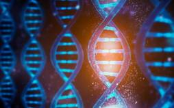 اصلاح ژنتیکی,اصلاح ژنتیکی جایگزین مصرف روزانه قرص کلسترول