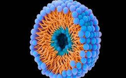 وقتی حبابها به سرطان حمله میکنند سرطان,کمک حباب به درمان سرطان