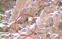 پلنگ ایرانی,مشاهده و ثبت تصویر پلنگ ایرانی در پارک ملی لار