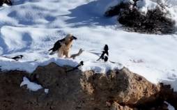 همای سعادت,مشاهده همای سعادت در منطقه حفاظت‌شده قیصری