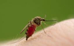 پشه,رازهای جدید درباره پشه