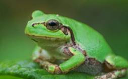 قورباغه,کشف داروی قدرتمند ضدسرطان در قورباغه درختی ژاپنی