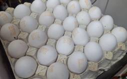 تخممرغ ۳۰۰ هزار تومانی؛ بازار از اتحادیه جلو زد! تخممرغ,قیمت تخممرغ