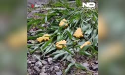 فیلم | لذت حیوانات باغ‌ وحش برلین از خوراکی‌های ویژه کریسمس