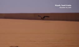 فیلم | جشنواره شاهینبازی در عربستان فیلم | جشنواره شاهینبازی در عربستان