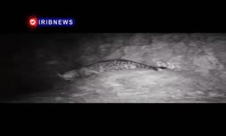 فیلم | ثبت تصاویری جدید از پلنگ ایرانی دهلران فیلم | ثبت تصاویری جدید از پلنگ ایرانی دهلران