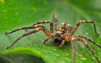 عنکبوت,تار عنکبوت