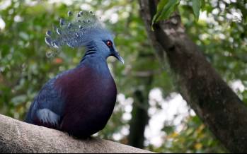 کبوتر,بزرگ‌ترین کبوتر جهان با تاجی باشکوه