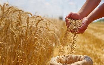 گندم,دلار برای گندم