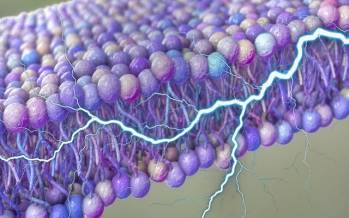 کشف یک منبع پنهان انرژی در سلول‌های انسان,سلول