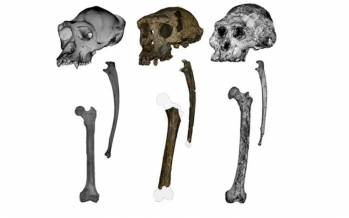 میمون,میمون چندین ساله