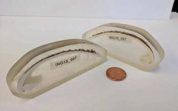 قدیمی‌ترین جانور منفرد,کشف قدیمی‌ترین جانور منفرد با 507 سال عمر