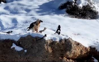 همای سعادت,مشاهده همای سعادت در منطقه حفاظت‌شده قیصری