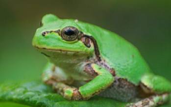 قورباغه,کشف داروی قدرتمند ضدسرطان در قورباغه درختی ژاپنی