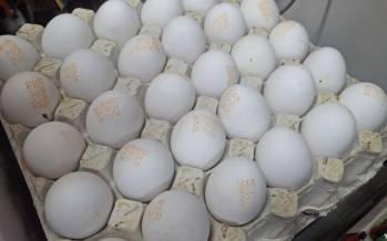تخم‌مرغ,قیمت تخم‌مرغ
