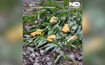 فیلم | لذت حیوانات باغ‌ وحش برلین از خوراکی‌های ویژه کریسمس