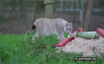 فیلم | استقبال حیوانات وحشی از کریسمس در باغ‌وحشی در انگلیس