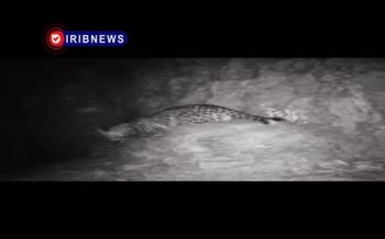 فیلم | ثبت تصاویری جدید از پلنگ ایرانی دهلران