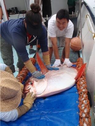 ماهی,تنها ماهی خون‌گرم دنیا