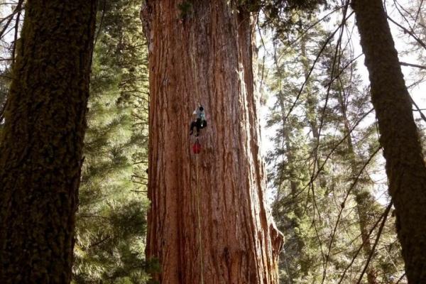 درخت,غول‌پیکرترین موجود زنده