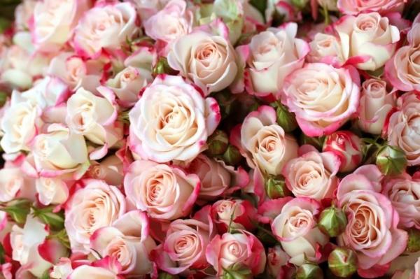 ولنتاین,روز عشق