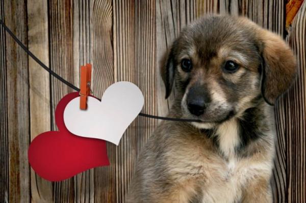 ولنتاین,روز عشق