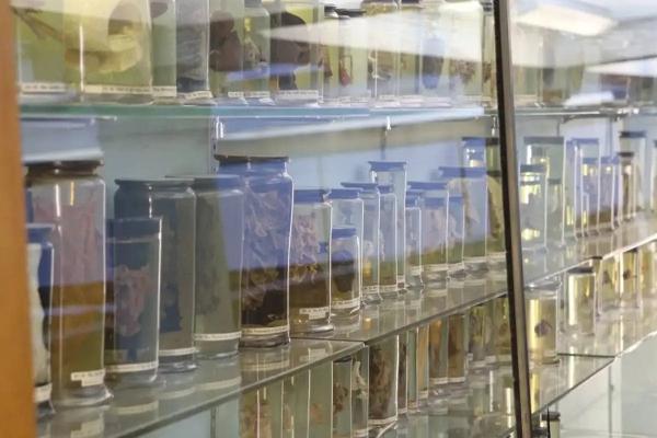 ویروس سرماخوردگی,کشف قدیمی‌ترین ویروس سرماخوردگی جهان