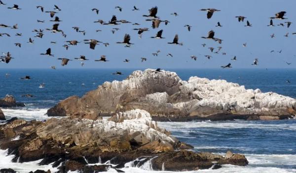 مدفوع پرندگان دریایی مدفوع پرندگان دریایی,تمدنی بر پایه مدفوع پرندگان دریایی