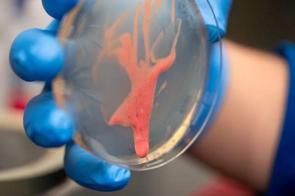 گیاهان,باکتری مضر برای گیاهان