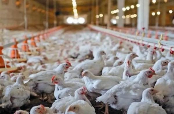 مرغداری,خطر ورشکستگی صنعت مرغداری