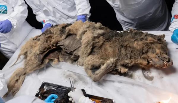 توله گرگ توله گرگ,کشف توله گرگ هزار ساله