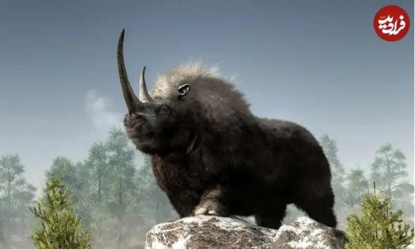 توله گرگ توله گرگ,کشف توله گرگ هزار ساله