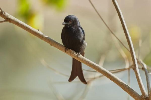 پرندگان پرندگان,دروغ گویی پرندگان به حیوانات دیگر