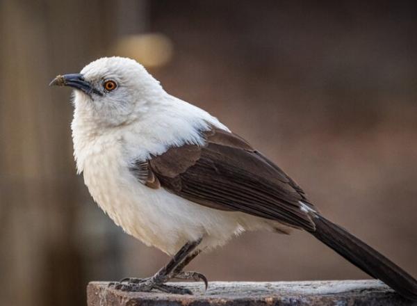 پرندگان پرندگان,دروغ گویی پرندگان به حیوانات دیگر